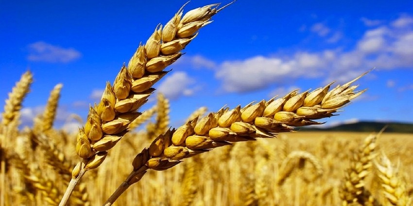 Tige de blé du Maroc