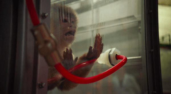 Tests controversés sur des singes et des humains: suspension d'un responsable de Volkswagen