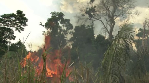Brésil : les incendies en Amazonie sapent les progrès en matière de réduction des émissions de carbone