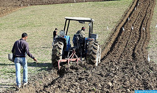 Agriculture: Une évolution favorable suite à une amélioration continue des conditions de la campagne