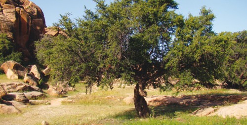 Arganiculture: Lancement à Agadir du projet de plantation de 10.000 ha de vergers dans les zones vulnérables