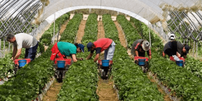 Exploitation d'ouvrières marocaines dans des exploitations agricoles espagnoles , le ministre du travail intervient