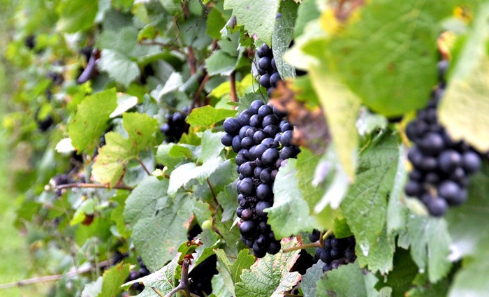 Signature d'un accord-cadre entre la douane et l'association des producteurs de raisins