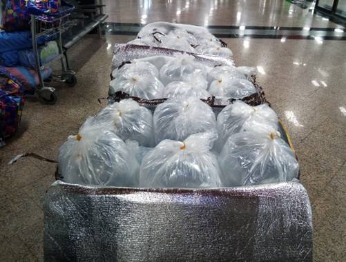 Espèces menacées: Saisie de 78 kg de civelles à l’aéroport de Casablanca