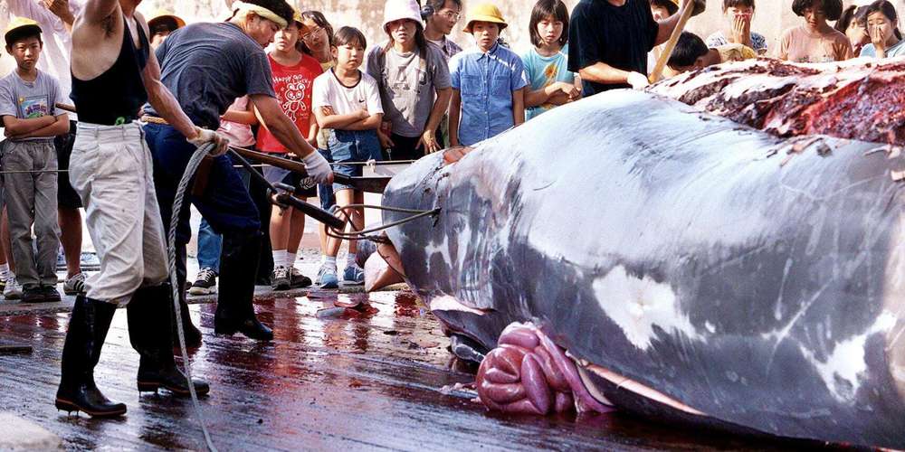 Le Japon relance la pêche commerciale de la baleine