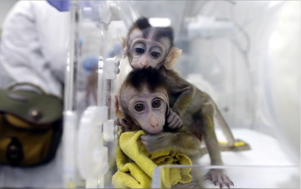 Clonage de singes en Chine pour la recherche sur les troubles de rythme circadien