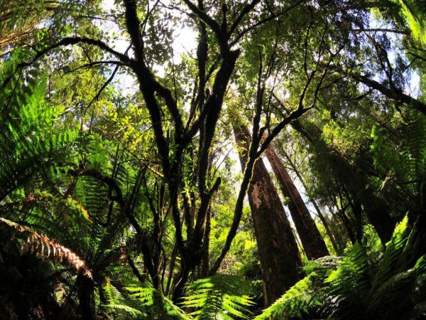 L'Australie compte planter 1 milliard d'arbres pour atteindre ses objectifs climatiques