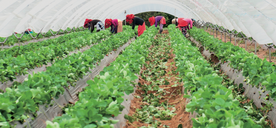 agriculture bio au Maroc