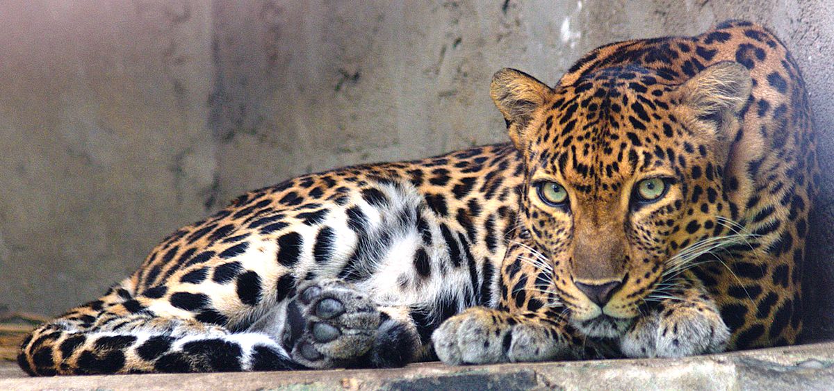 léopards