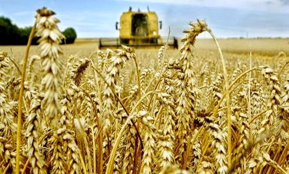 importation de blé Algérie