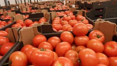 Exportation de tomates marocaines au Royaume-Uni