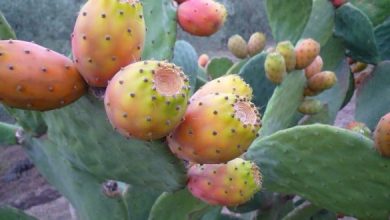 cochenille-figues-barbarie