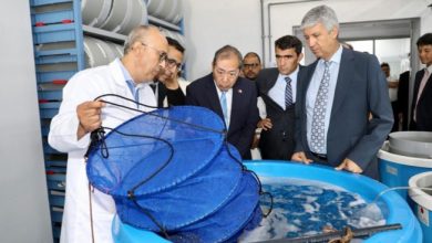 M.Sadiki-lance-la-construction-de-la-1ere-ecloserie-de-poissons-marins-au-maroc-