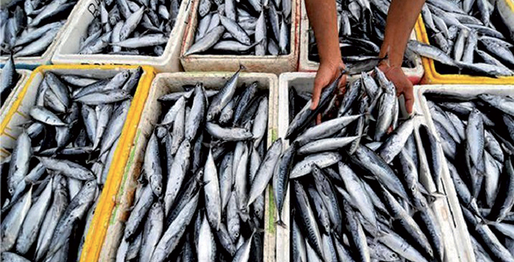 Morocco dominates the sardine market in the EU