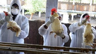 grippe-aviaire