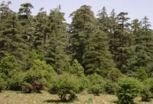 zones forestières