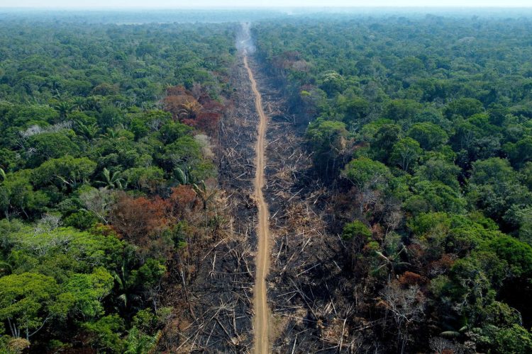 La déforestation de la forêt amazonienne au Brésil a ralenti de moitié en un an