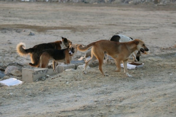 Au Maroc, vers une réduction durable du phénomène des chiens errants