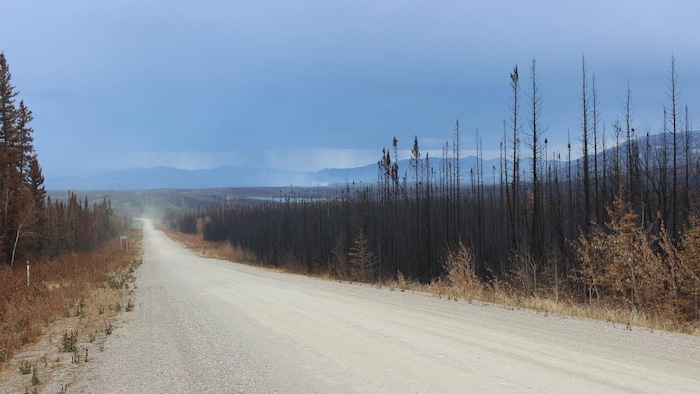 Les forêts d’une province canadienne émettent plus de carbone qu’elles n’en absorbent