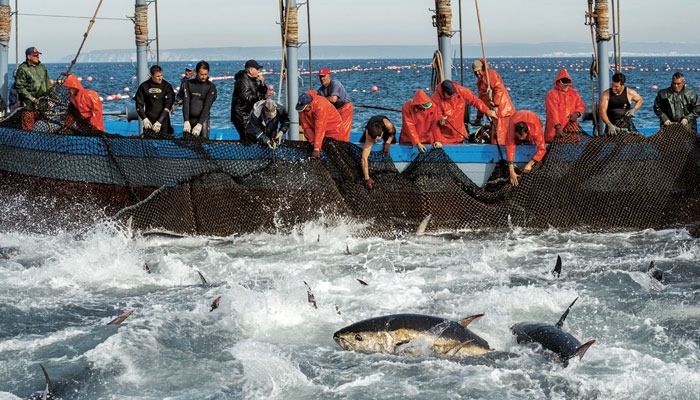 Agadir : Controverse autour de la mutation du délégué de la pêche maritime