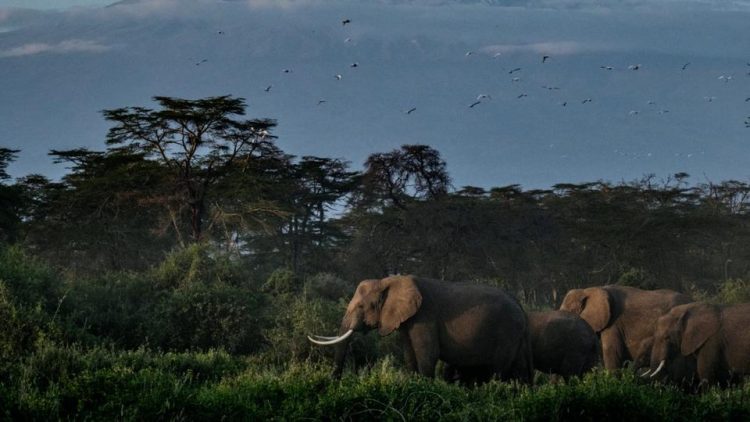 La faune sauvage a chuté de 73 % en 50 ans, s’alarme le WWF