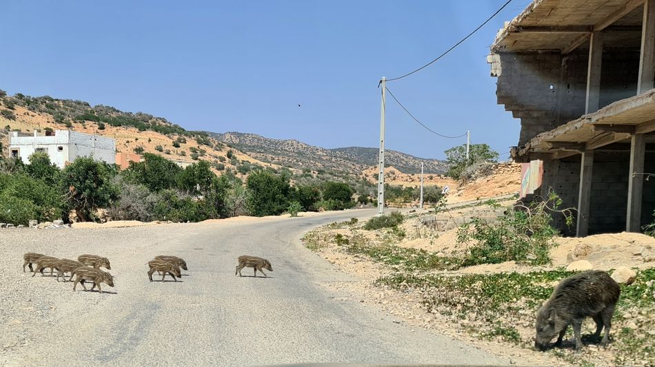 Les sangliers nouvelle menace pour l’agriculture dans la région Souss-Massa