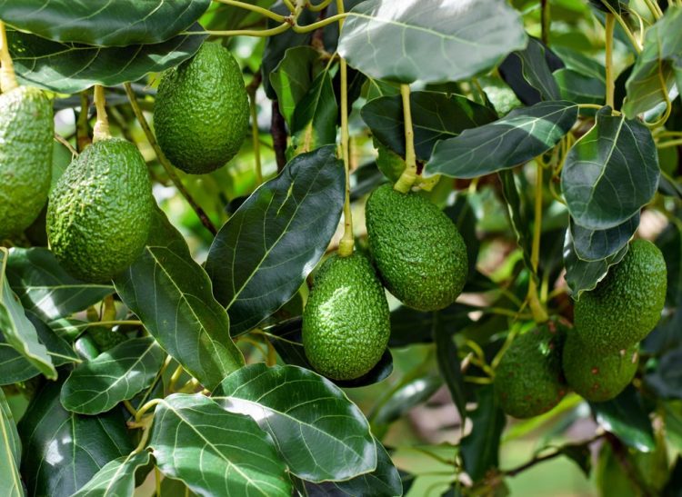 Récolte d’avocats : Une performance controversée par la consommation d’eau