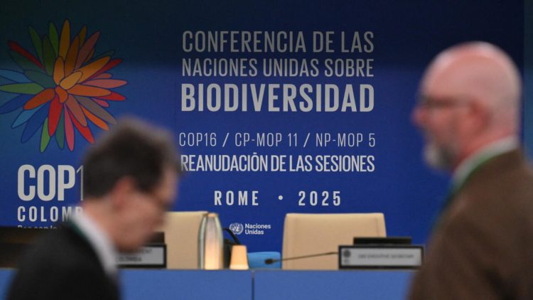 COP16